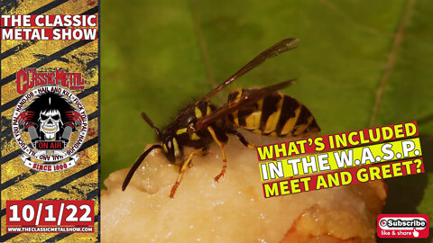 CMS | What's Included In The W.A.S.P. Meet and Greet?