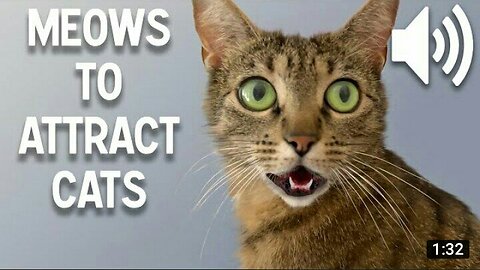 Sounds that attract cats-How to make cats come to you😮