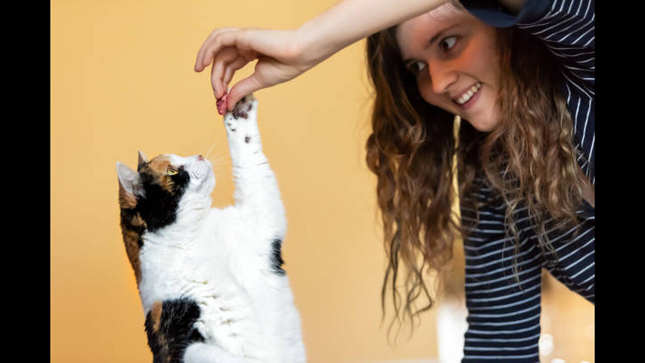 Tips to training your cat in 10 mins