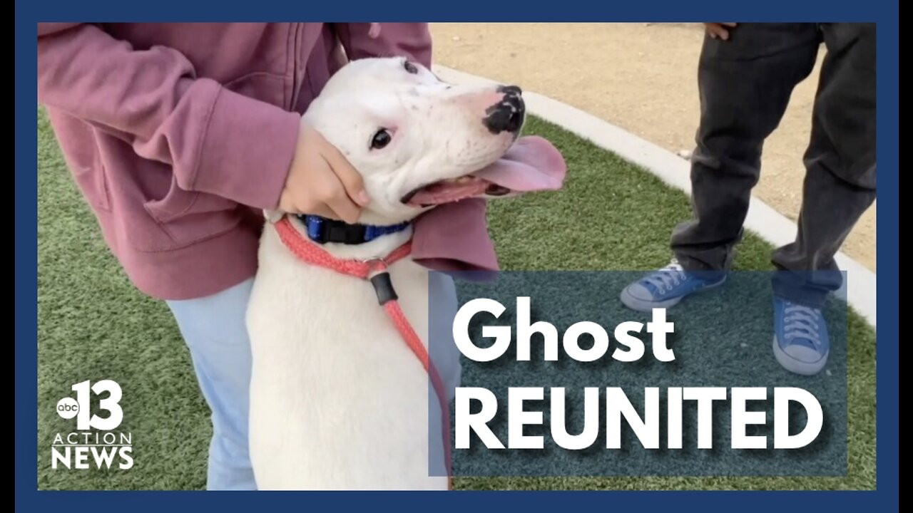 Reunited at last: Dog at center of custody dispute returns home