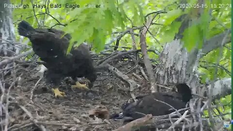 Hays Eagles H11 H12 "Out of my way Bro" 5.16.20
