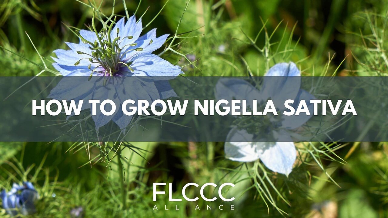 Grow Your Own Nigella Sativa