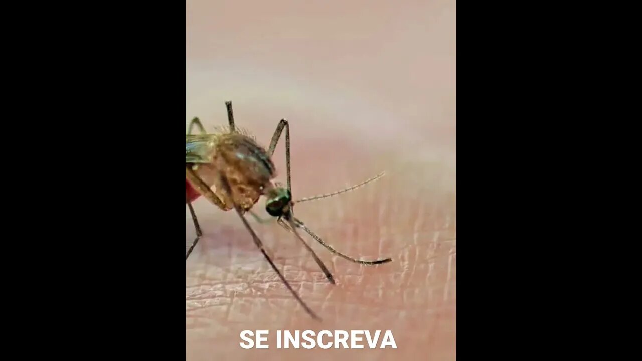 ESTUDOS COMPROVAM QUE MOSQUITOS CANSADOS PREFEREM DORMIR.