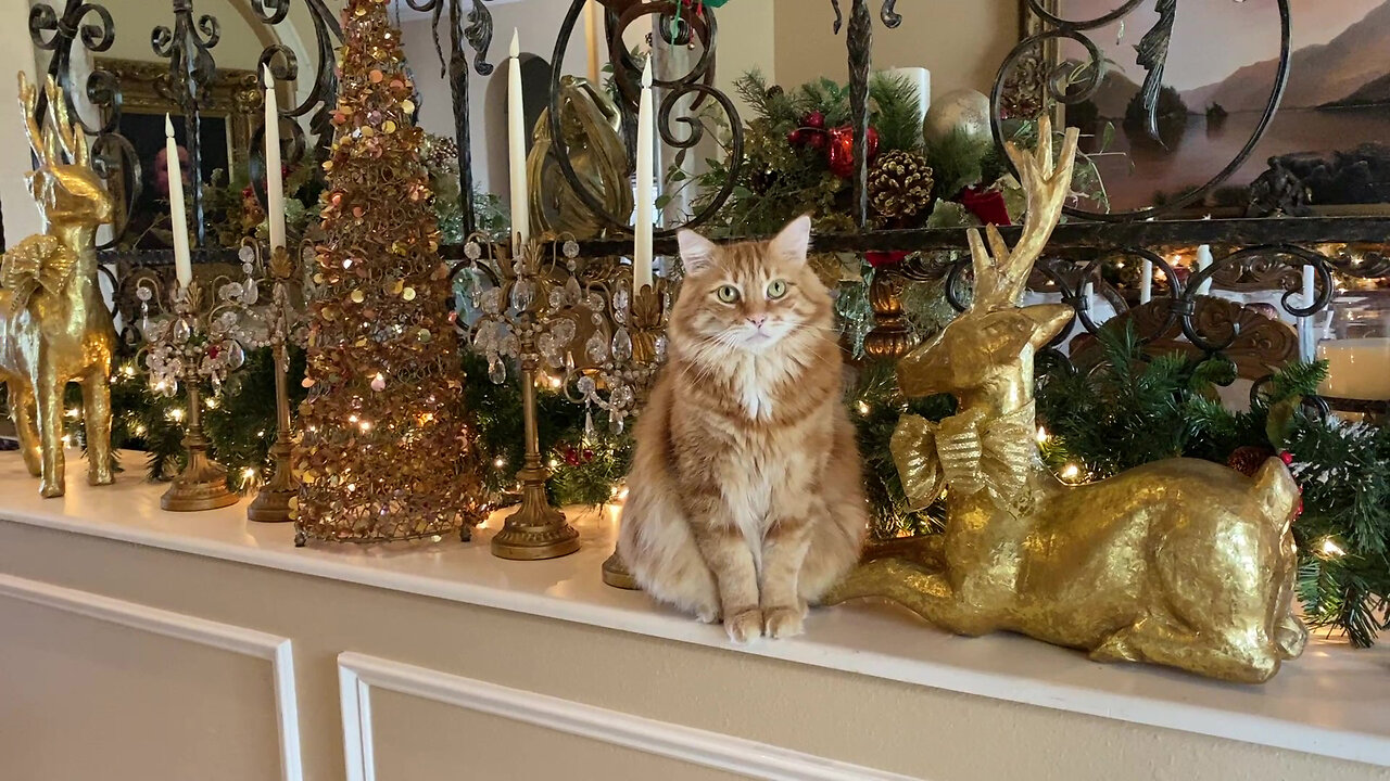 Great Dane Watches Cat Stroll Stroll Through Christmas Decorations