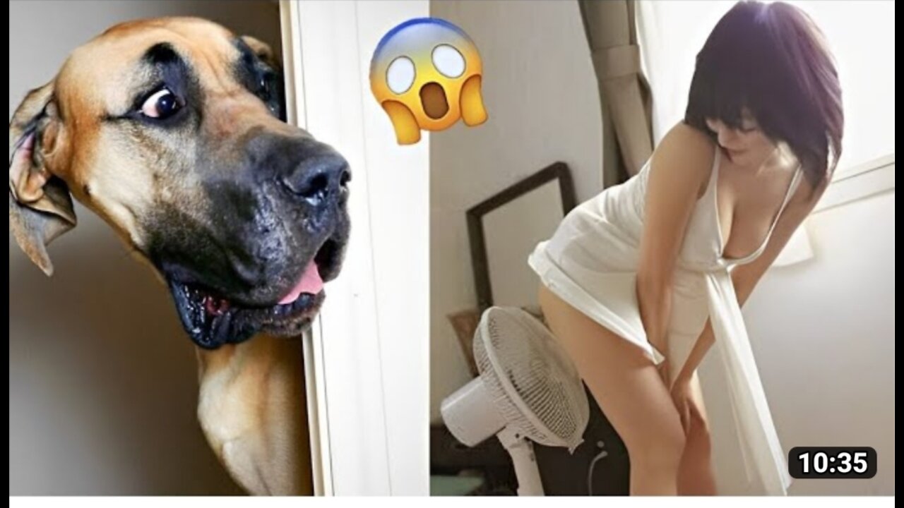 Another video for funniest dog