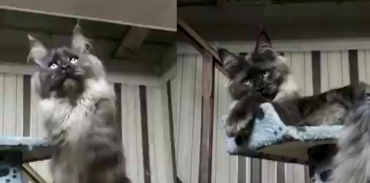 This Scary But Infact Adorable Cat Playing With Toy