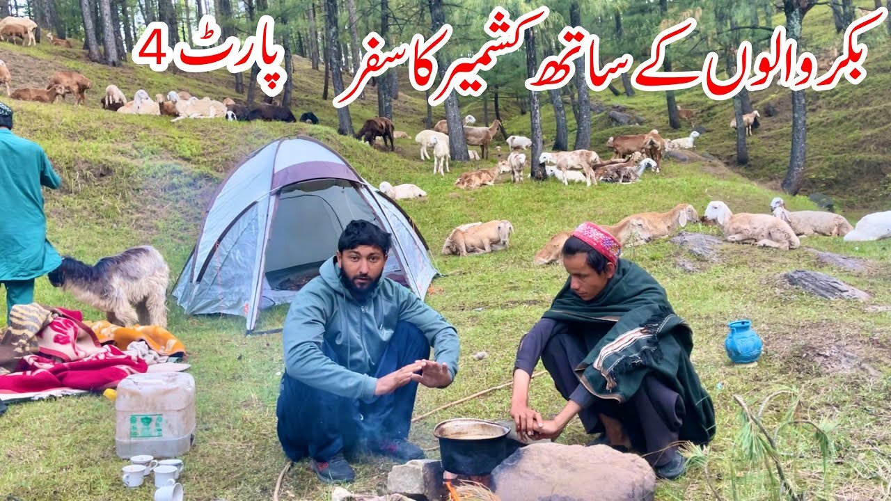 Bakrwals Traveling in Kashmir | Nomads Life | Khana Badosh | Day 4