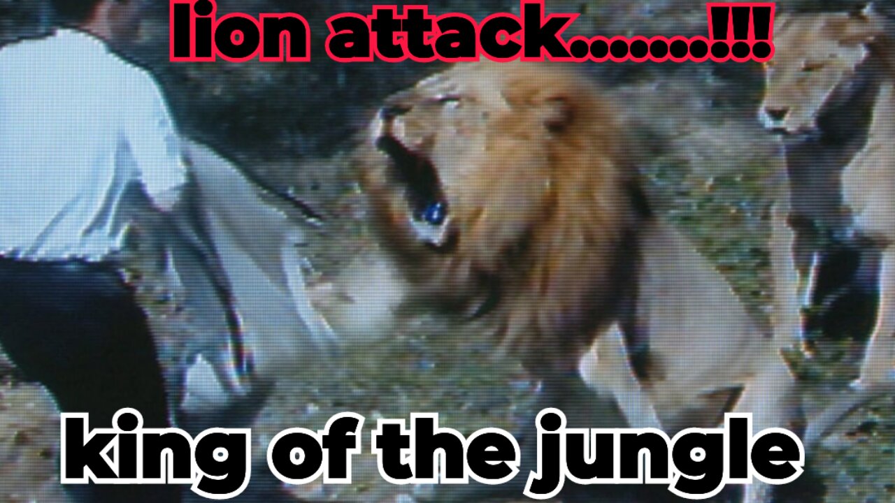 Lion attack || king of the jungle