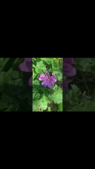 Beautiful London flower-the wind plays with its petals