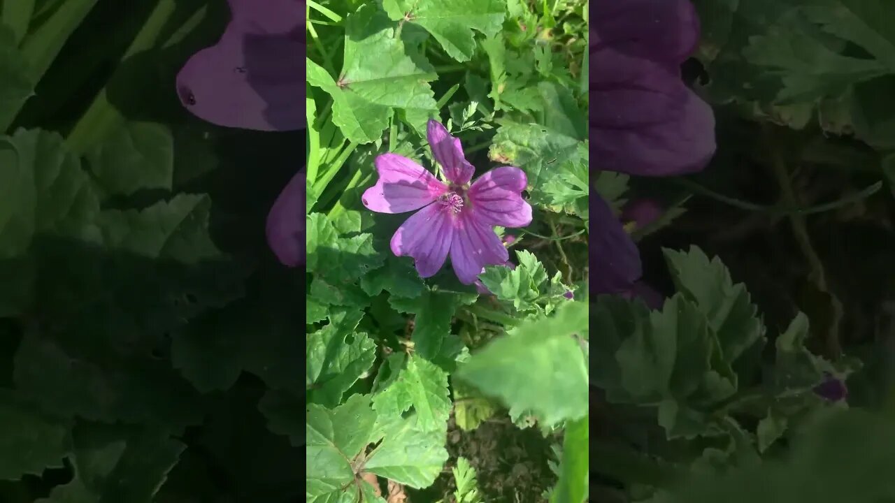 Beautiful London flower-the wind plays with its petals