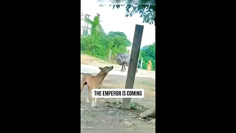 funny video