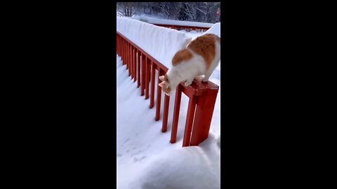 Funny cat going for swimming😂🤣