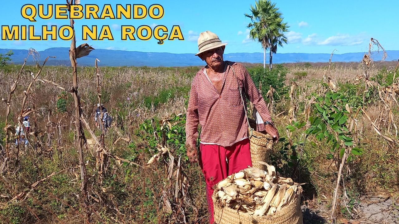 O AGRO BRASILEIRO - COLHEITA DE MILHO NO SERTÃO | RAIZES DO REI | BRASIL BR