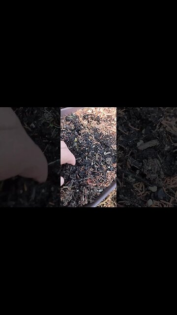 😮Are These Saffron Crocus Bulbs Alive?😉