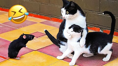 Funny Animal Videos 2023 😇 - Funniest Dogs and Cats Videos