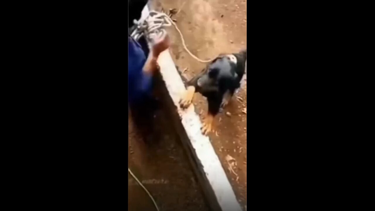 🤣😹 Funny animal videos. 😹🤣