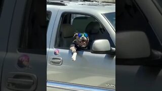 PITBULL TA NA PIXTA [ PITBULL TA PIXTA ] [ MEME ] VIRAL !!!