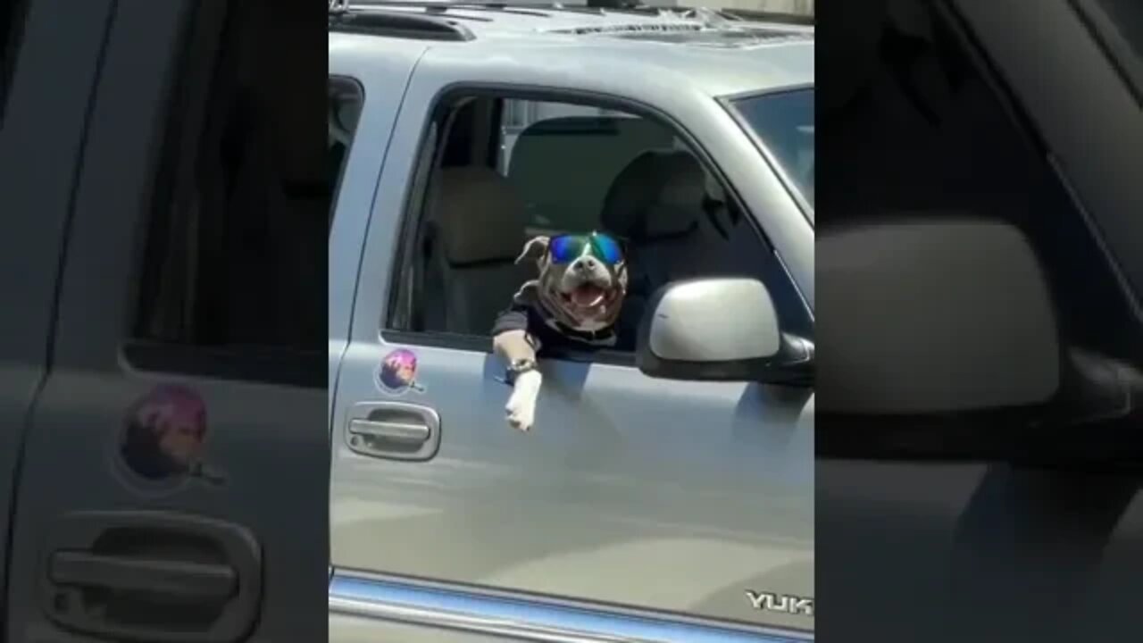 PITBULL TA NA PIXTA [ PITBULL TA PIXTA ] [ MEME ] VIRAL !!!