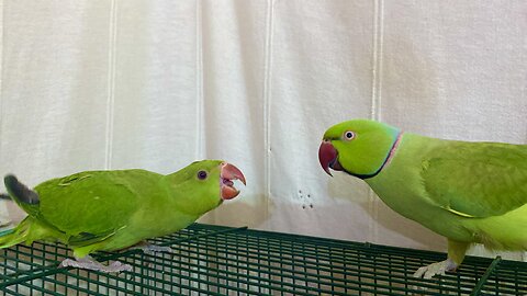 Baby parrot asking for Food