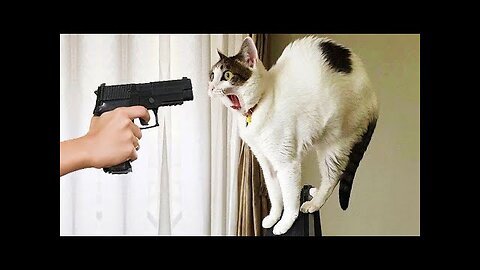 Funniest Animals 2023 😂 Best Funny Cats and Dogs 😺🐶 #5