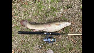 Bowfin Release