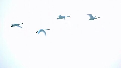 Slow Motion Swans Flying Through Morning Sky