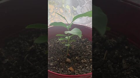 Baby plants in my room-peach,orange and lemon