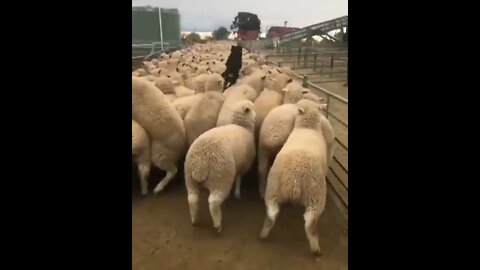 When there is disorder at the beginning of the herd