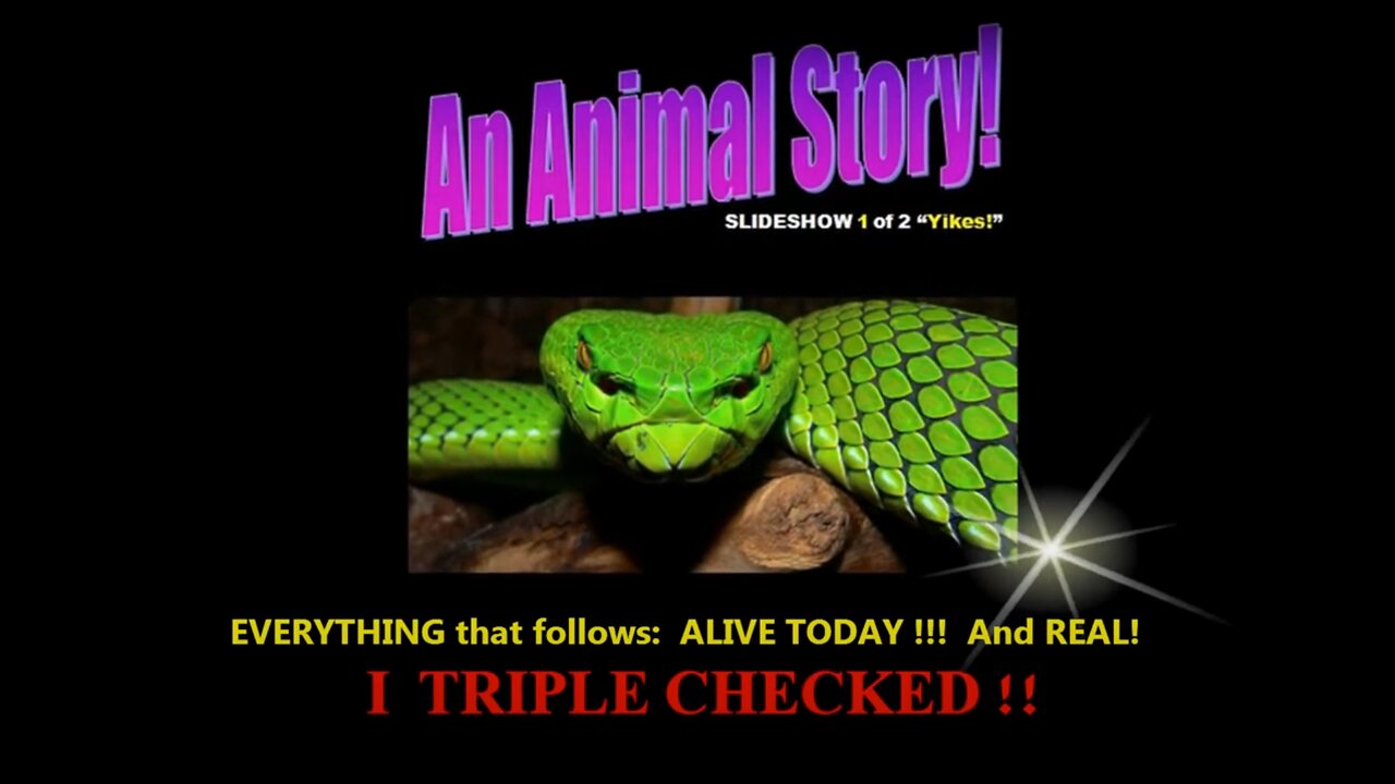 "An Animal Story" Musical Slideshow 1 of 4 "YIKES"