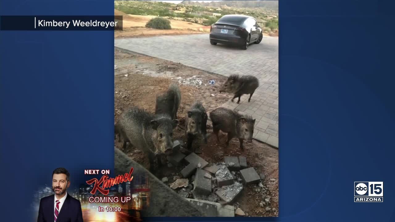 Couple uses Tesla to help clear pack of javelinas outside Scottsdale home