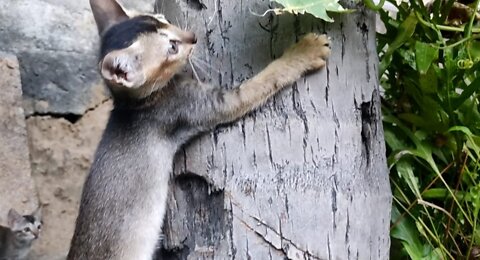 The cat climbs on top of the tree