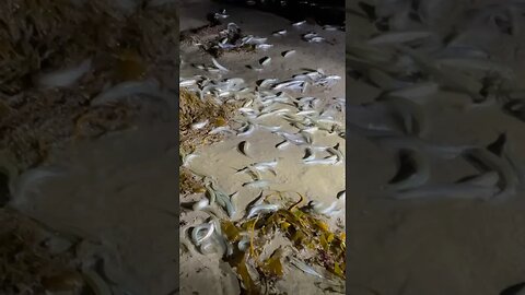 Incredible grunion run