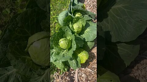 ANOTHER CABBAGE HARVEST🫶 #harvest #harvesting #gardening #homestead #foryou #fyp #reels #happy