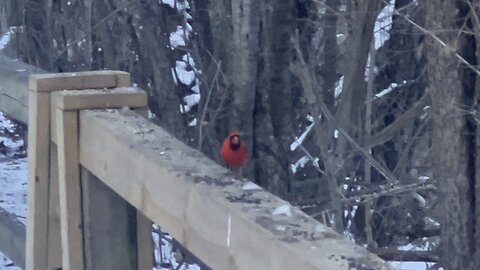 Cardinal James Gardens Toronto