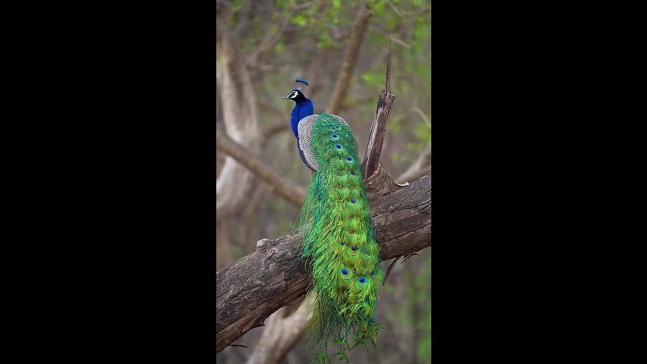 Beautiful Peacock