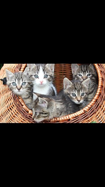 5 Amazing Facts About Cats