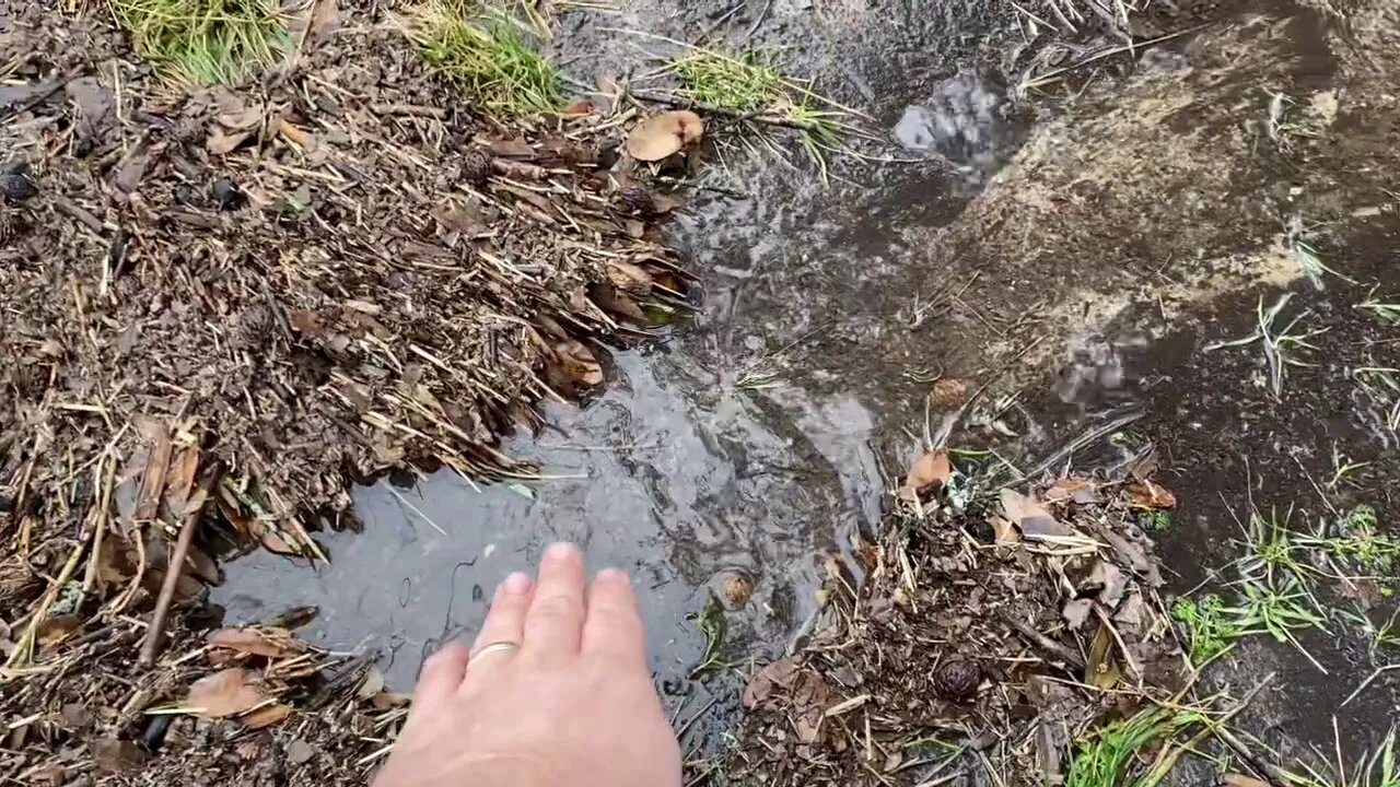 A Walk though My Food Forest Swale System After a Rain Event at Nine Mile Farm