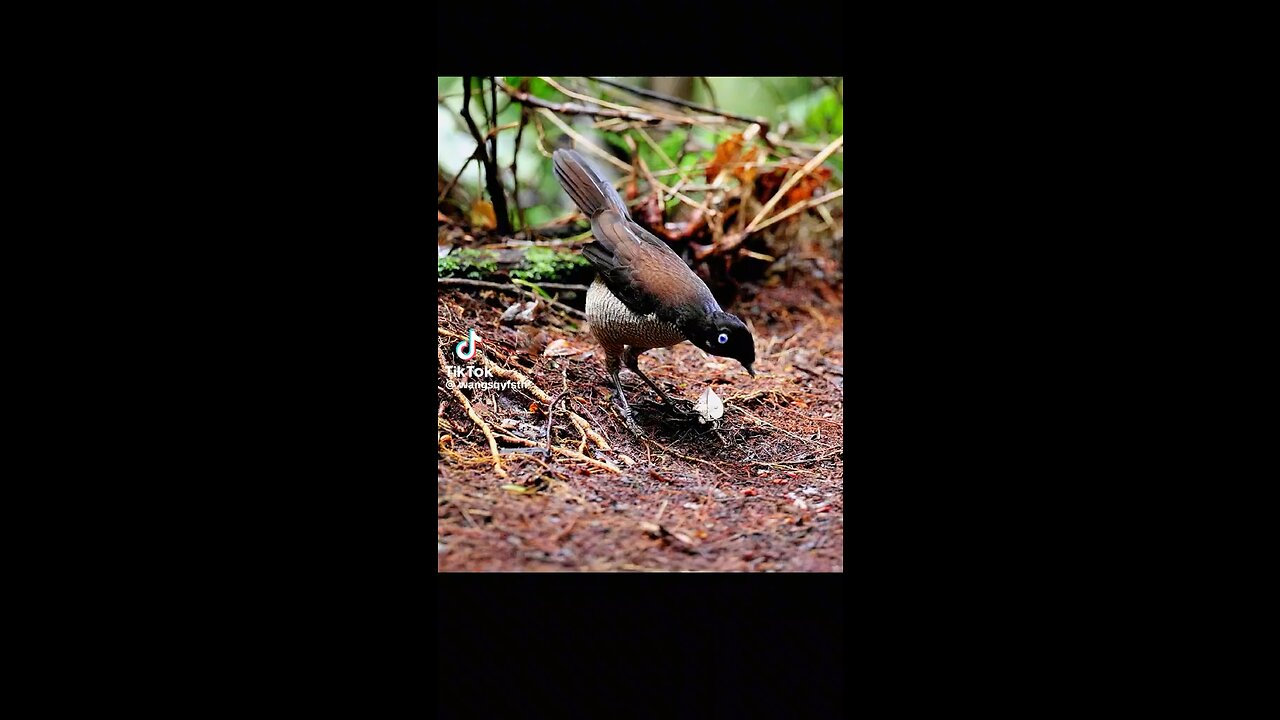 The dancing Bird