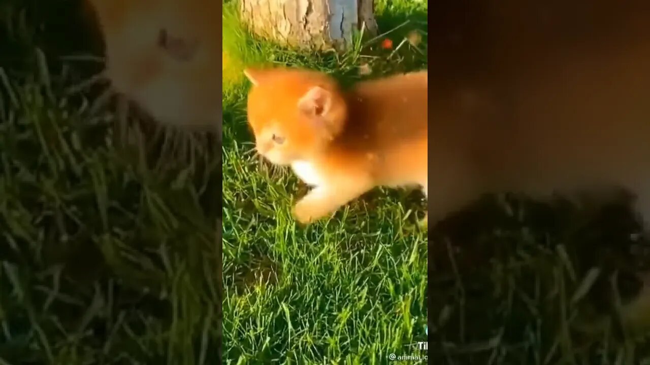 cute kitten 🥰