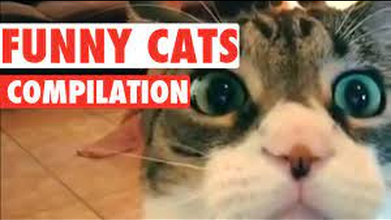 Funniest Cats 😹 - Silliest Creature on Earth 😂 - Funny Cats Videos 2023