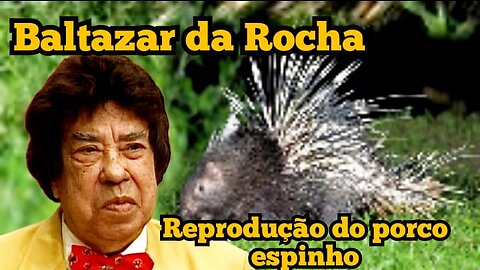 Baltazar da Rocha: a reprodução do porco espinho 😮