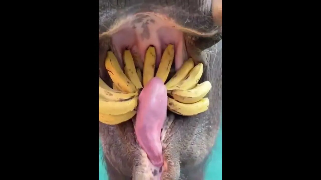 Inside the mouth of an elephant