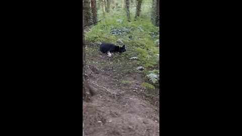 Rocky in the forest