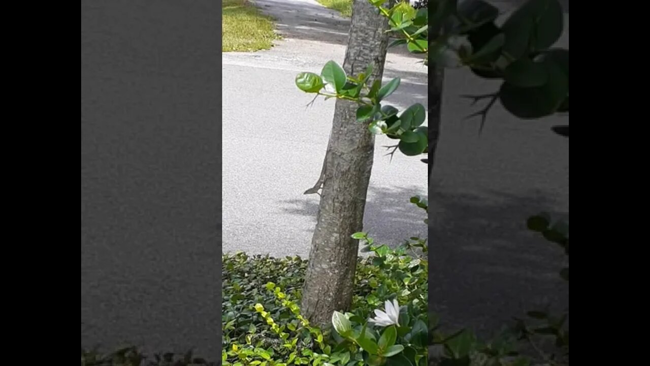 Lizards In Florida