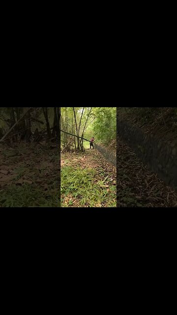 Bamboo Harvest With Darwin