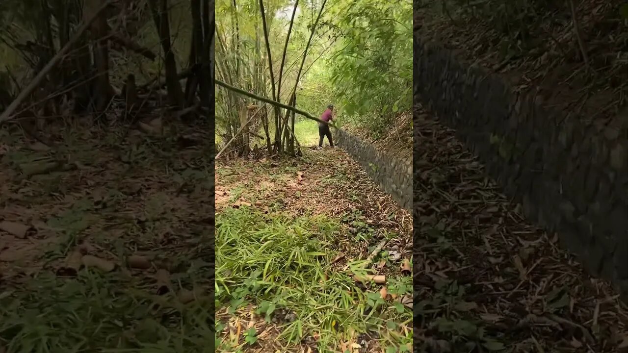 Bamboo Harvest With Darwin