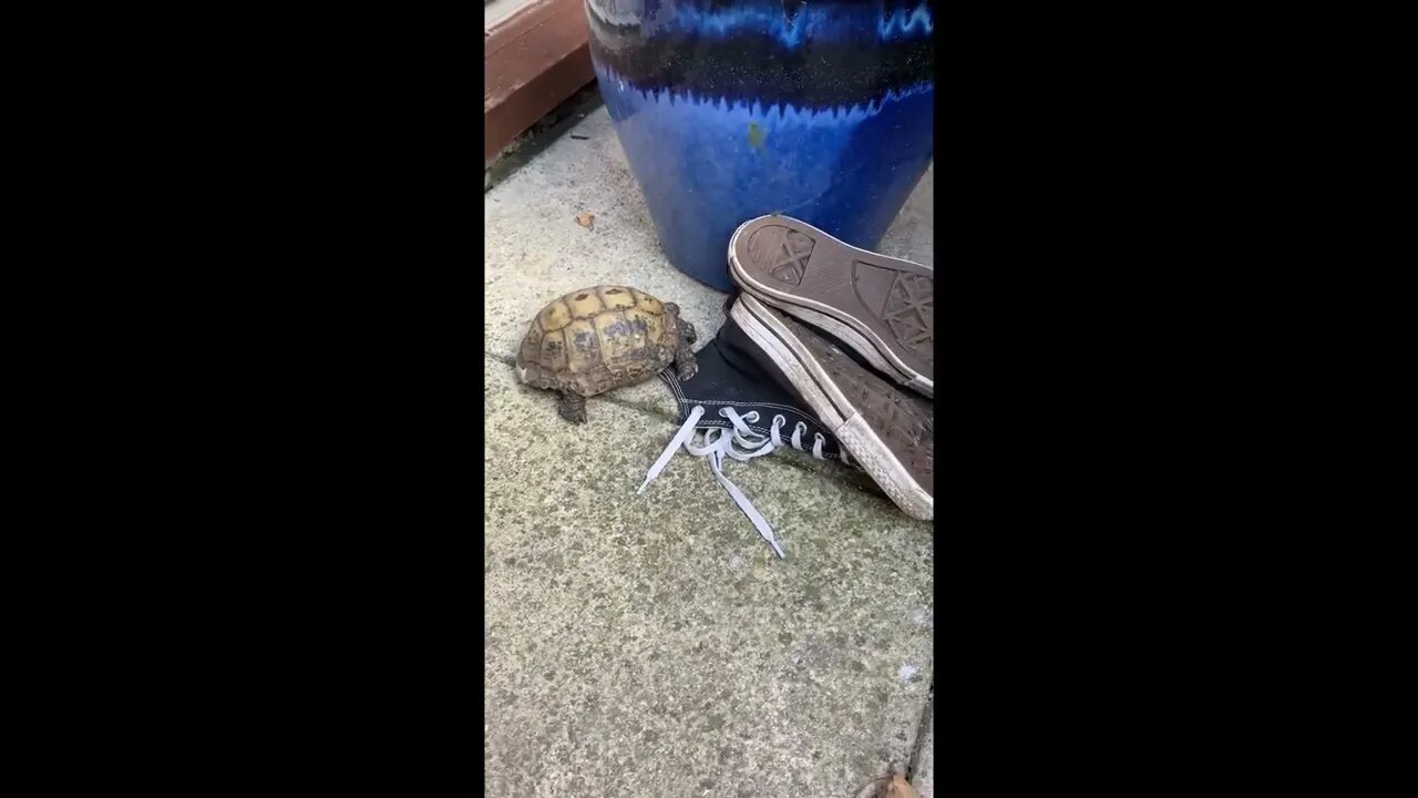 Anyone else’s tortoise just head butts shoes