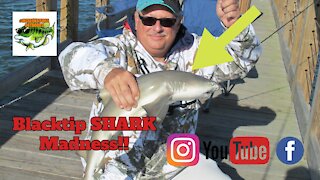 BLACKTIP SHARK MADNESS!!