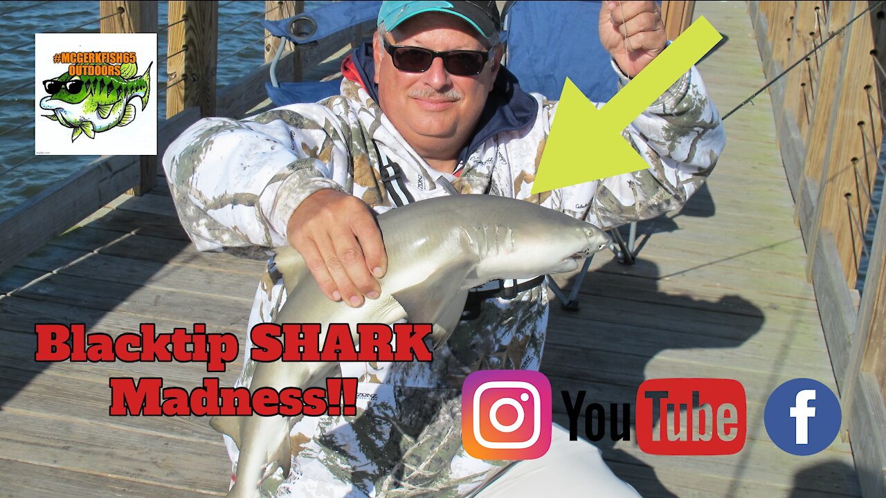 BLACKTIP SHARK MADNESS!!