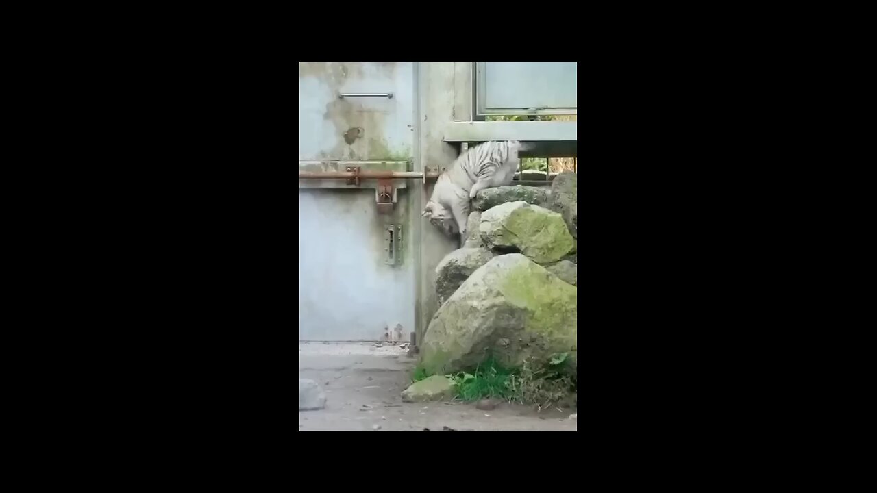 very adorable white tiger video